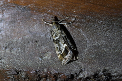 Eudonia legnota