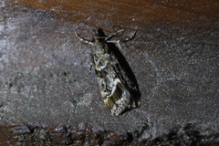 Eudonia legnota