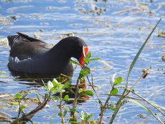 Gallinula galeata