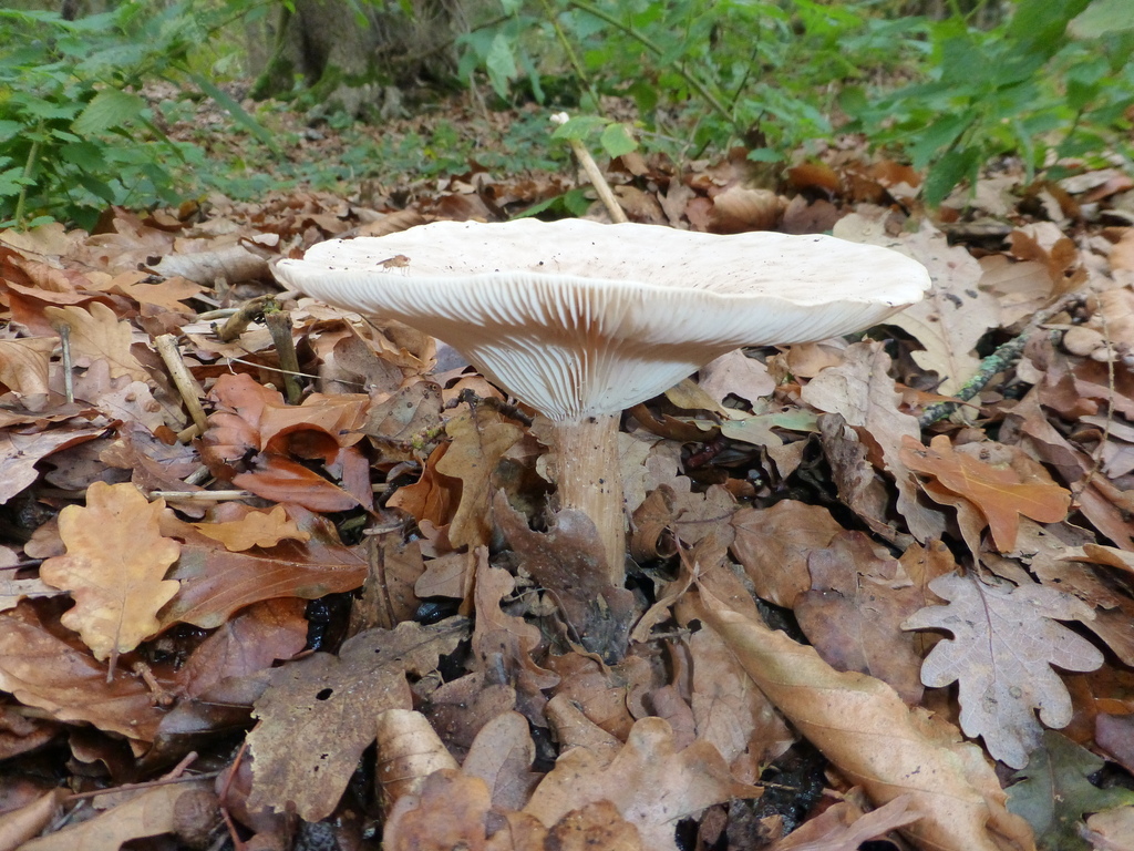 Infundibulicybe geotropa · November 2025 · photo: © sahalsey (iNaturalist, cc-by)