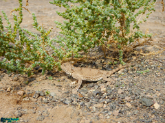 Phrynocephalus persicus