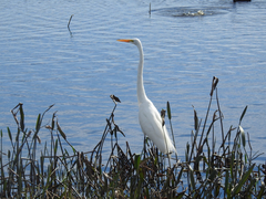 Ardea alba