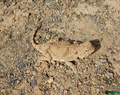 Phrynocephalus persicus