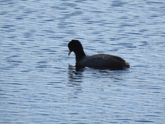 Fulica americana