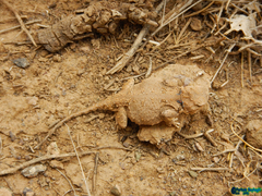 Phrynocephalus persicus