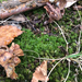Smoothcap Mosses from Hawk Mountain Sanctuary Trail, Kempton, PA, US on November 15, 2025 at 01:50 PM by Clara Eckhart