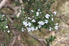 Prostanthera cuneata