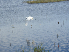 Ardea alba