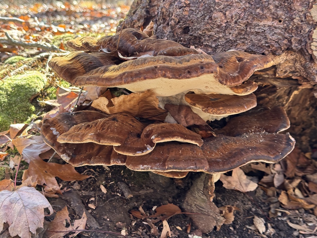 Ischnoderma resinosum · November 2025 · photo: © gwt2102 (iNaturalist, cc-by-nc)