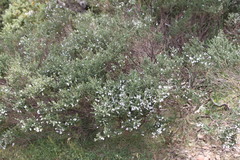 Prostanthera cuneata