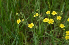 Potentilla pedata
