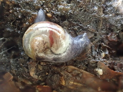 Semilimax pyrenaicus