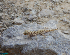 Tenuidactylus caspius