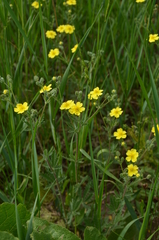 Potentilla pedata