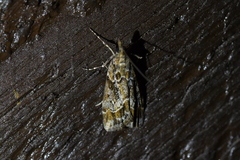 Eudonia legnota