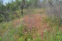 Geranium divaricatum