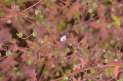 Geranium divaricatum