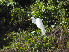 Ardea alba