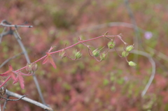 Geranium divaricatum