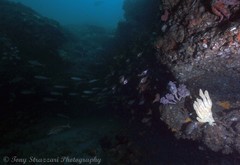 Pempheris compressa