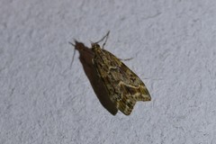Eudonia legnota