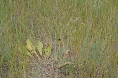 Libelloides macaronius