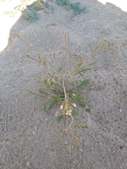 Gypsophila capillaris