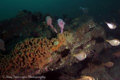 Pempheris compressa