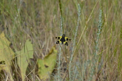 Libelloides macaronius