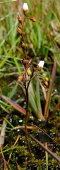 Drosera dielsiana