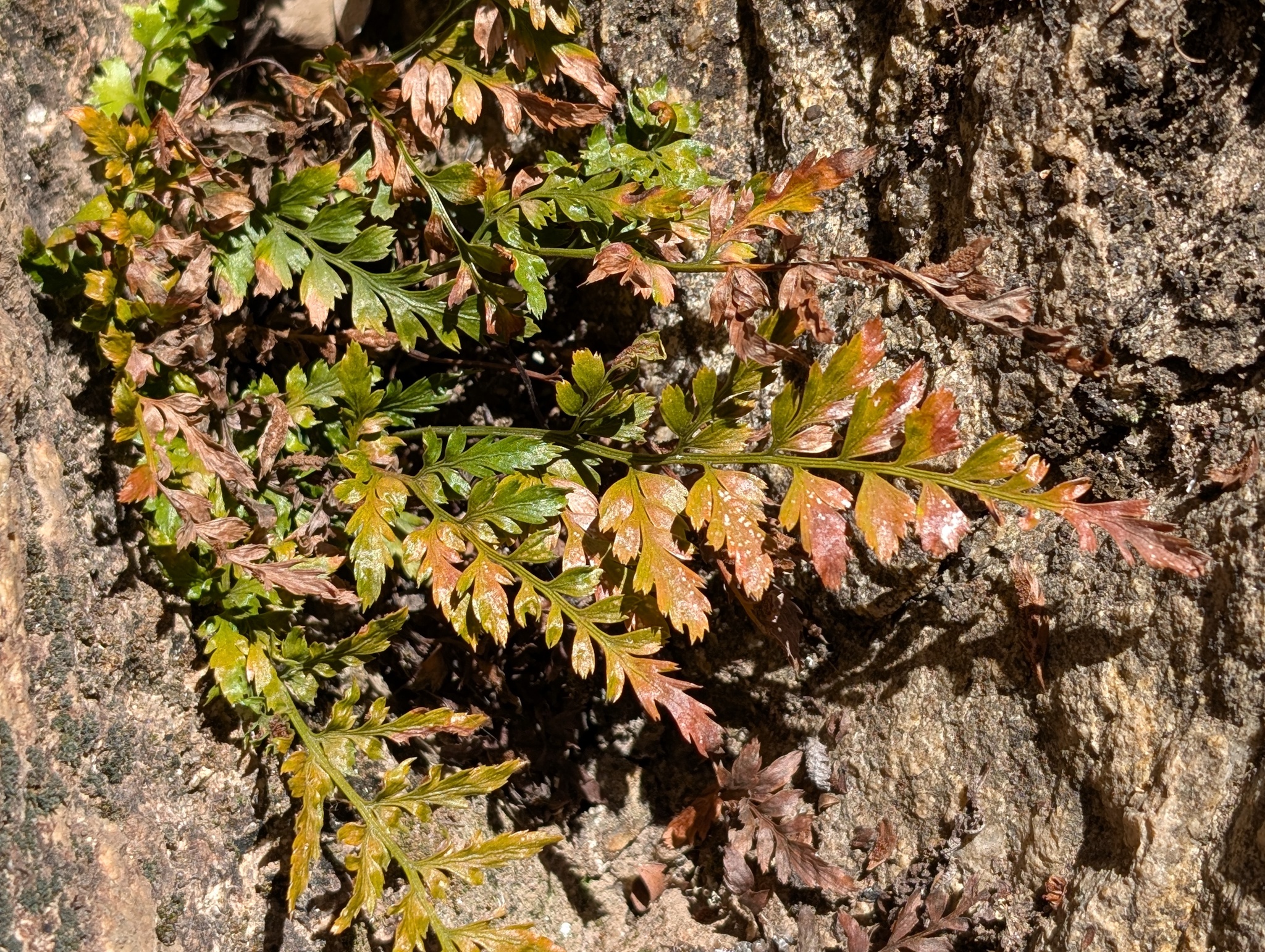 Asplenium adiantum-nigrum 2