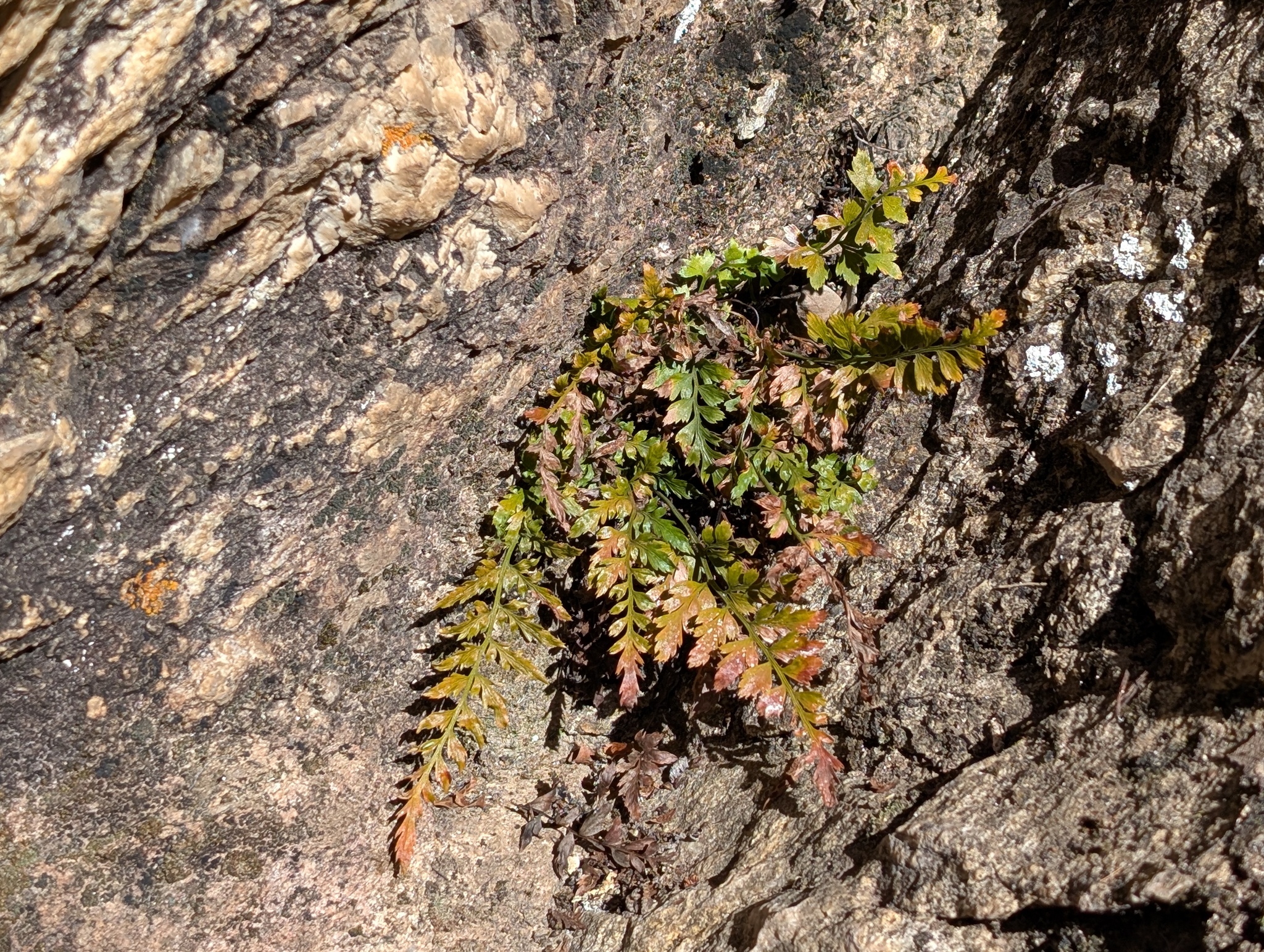 Asplenium adiantum-nigrum