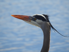 Ardea herodias