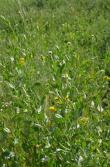 Stizolophus balsamita