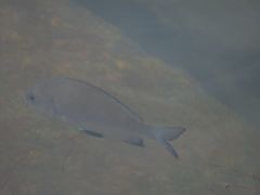 Acanthopagrus pacificus