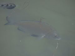 Acanthopagrus pacificus