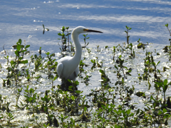 Egretta thula