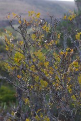 Ptaeroxylon obliquum