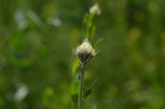Stizolophus balsamita