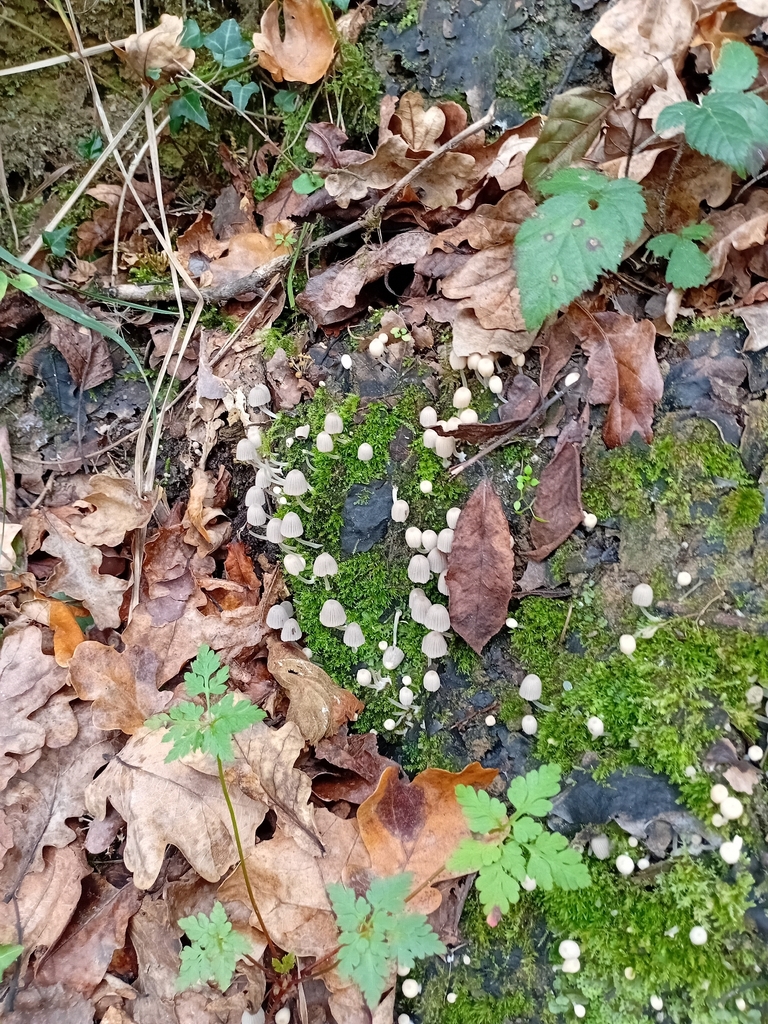 Coprinellus disseminatus · November 2025 · photo: © gijsroaming (iNaturalist, cc-by)