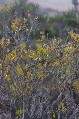 Ptaeroxylon obliquum