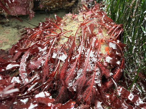 red sea leaf (Erythrophyllum delesserioides)