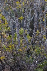 Ptaeroxylon obliquum
