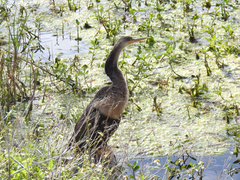 Anhinga anhinga