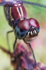 Lathrecista asiatica asiatica