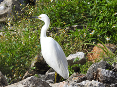 Egretta thula