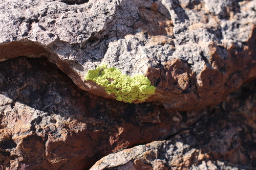 Splash-paint Cobblestone Lichen