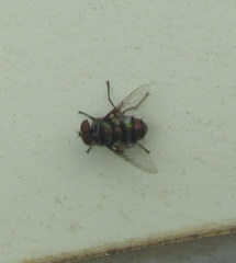 Chrysomya chloropyga