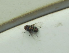 Chrysomya chloropyga