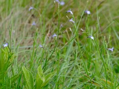 Lobelia erinus